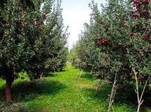 ساماندهی و استانداردسازی تولیدات باغی با شناسنامه‌دار کردن‌ باغات