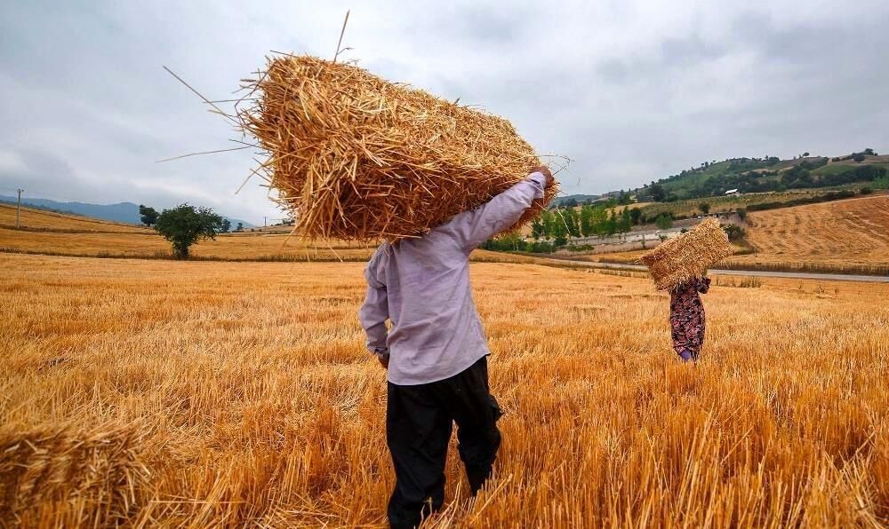 قطعی ۵ ساعته برق در حوزه کشاورزی مشکلات زیادی برای گندمکاران ایجاد کرده است