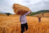 قطعی ۵ ساعته برق در حوزه کشاورزی مشکلات زیادی برای گندمکاران ایجاد کرده است