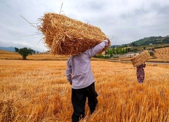 قطعی ۵ ساعته برق در حوزه کشاورزی مشکلات زیادی برای گندمکاران ایجاد کرده است