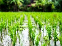 برنجکاران فکر میکنند میتوانند برنج را در آینده گرانتر بفروشند