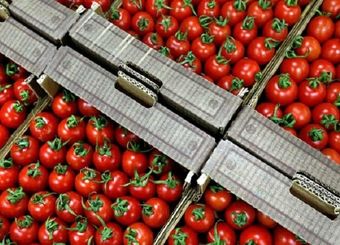  اقدام وزارت جهاد کشاورزی برای مدیریت صادرات گوجه