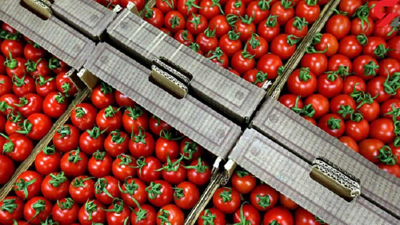 اقدام وزارت جهاد کشاورزی برای مدیریت صادرات گوجه