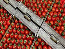  اقدام وزارت جهاد کشاورزی برای مدیریت صادرات گوجه