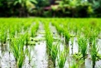 در ۹ استان ایران برنج کاشته میشود