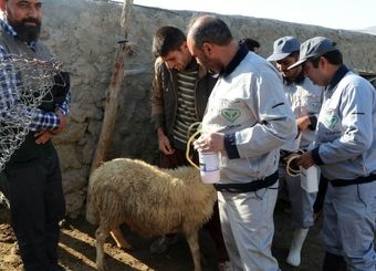 واکسیناسیون ۴۵۰ هزار راس دام عشایری در خراسان‌شمالی