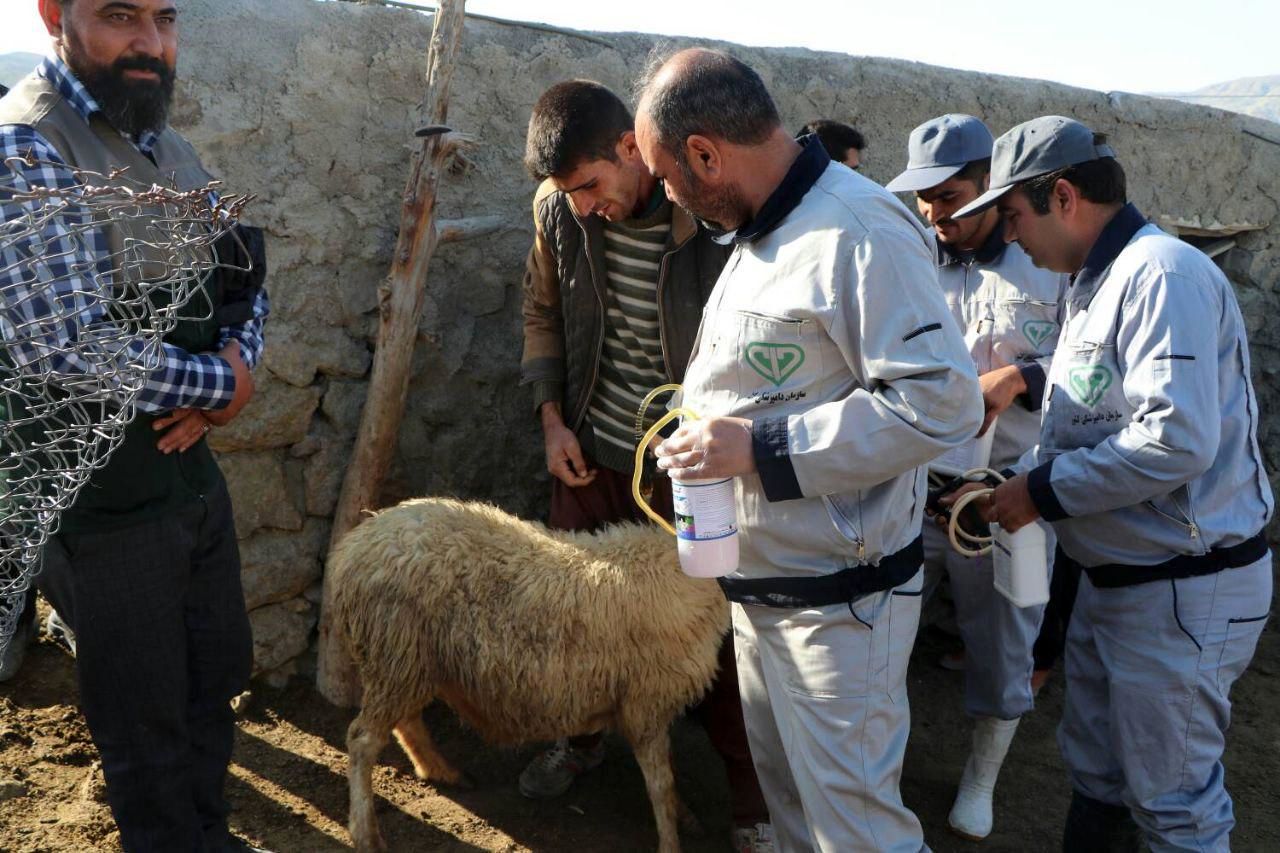 واکسیناسیون ۴۵۰ هزار راس دام عشایری در خراسانشمالی