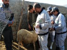 واکسیناسیون ۴۵۰ هزار راس دام عشایری در خراسانشمالی
