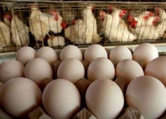 تا پایان سال ۱۸۰ هزار تن مرغ و تخم مرغ صادر می‌کنیم