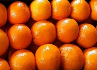 از ۷۰۰ هزار تن پرتقال مازاد فقط ۳۰۰ هزار تن آن صادر می‌شود