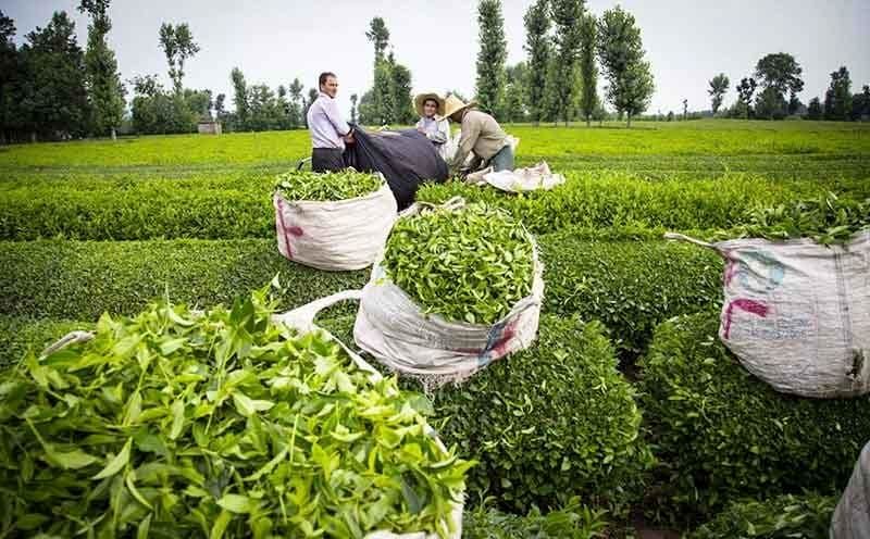 رشد ۳۸ درصدی صادرات چای ایرانی