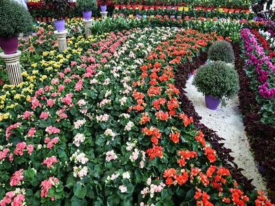 صادرات ۱۲/۳ هزار تنی گیاهان زینتی/ رشد ۴۳ درصدی