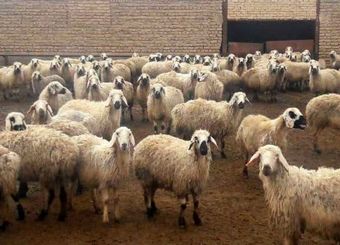 تقلای مدیرعامل اتحادیه دام سبک برای گرانی گوشت قرمز!