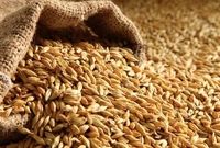 قیمت تضمینی جو تولید داخل مصوب شد