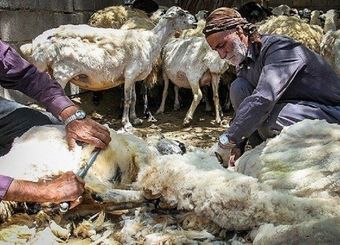واردات ۲۷۰۰ تن کُرک و پشم