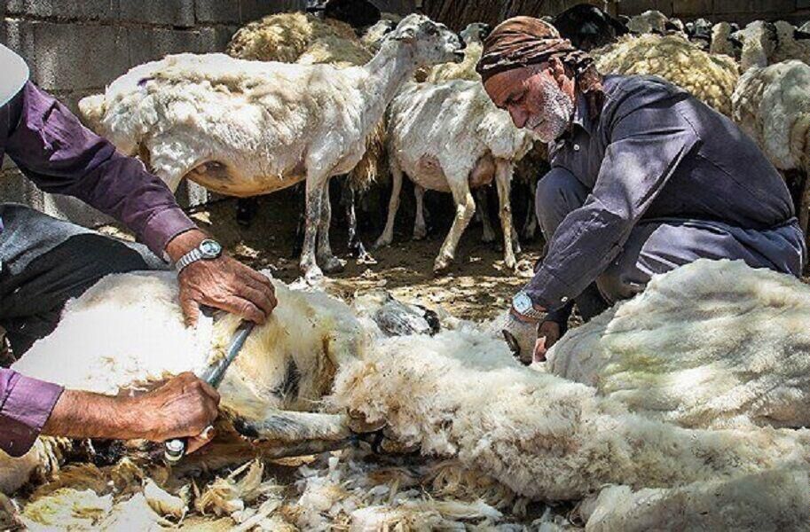 واردات ۲۷۰۰ تن کُرک و پشم