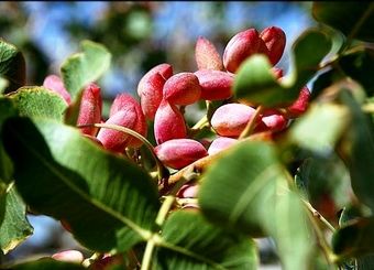 مشکل صادرات پسته ایران به اتحادیه اروپا حل شد