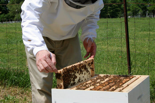 سود ۹۰ برابری زنبورداری به بخش کشاورزی