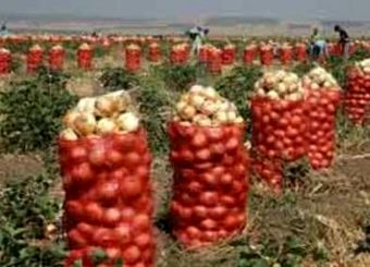 تکرار تراژدی‌های کشاورزان با بازیگری وزارت جهاد؛ اشکی که پیاز درآورد