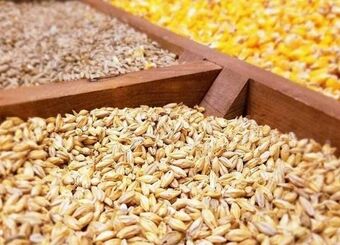 عطش بازار نهاده‌های دامی چه زمانی فروکش می‌کند؟
