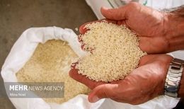 ثبت‌سفارش برنج از هفته آینده آغاز می‌شود