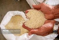 ثبت‌سفارش برنج از هفته آینده آغاز می‌شود