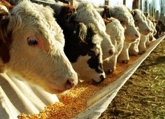 تاریخ ثبت سفارش ذرت دامی اعلام شد
