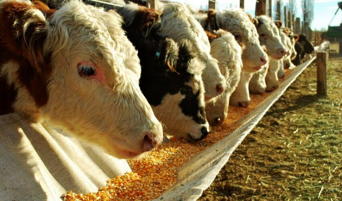 تاریخ ثبت سفارش ذرت دامی اعلام شد
