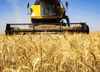 تولید گندم ایران ۲.۵ میلیون تن کمتر از پارسال شد
