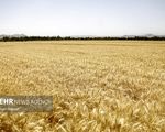 هشدار بنیاد گندم‌کاران: مطالبات پرداخت نشود، محصول را آزاد می‌فروشیم