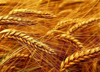 کاهش کشت جو و رشد قابل توجه کشت گندم در کشور
