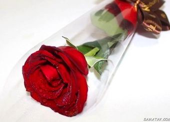 گل هم هدیه لاکچری شد/ قیمت گل روز مادر؛ از یک شاخه رز ساده تا باکس میلیونی!