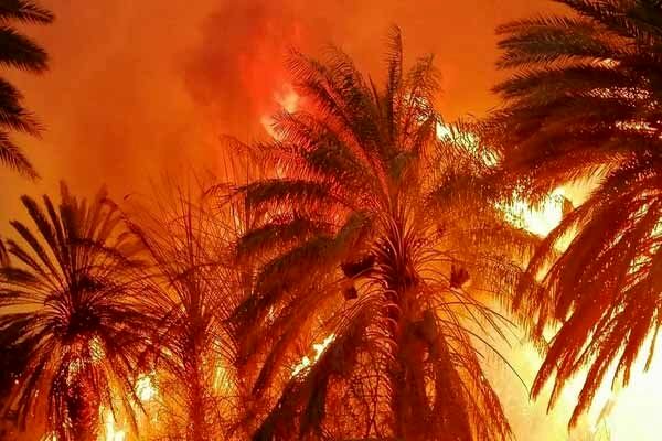 اعزام کارشناسان صندوق بیمه برای برآورد خسارت نخلستانها