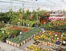 گل مشتری ندارد!