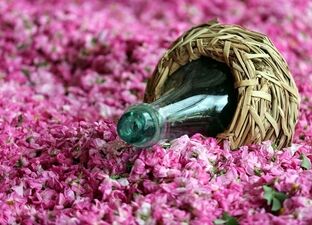 ایران ۶۰ هزار هکتار گل‌محمدی دارد؛ چرا بازار جهانی اسانس را به رقبا باخته‌ایم؟