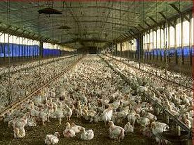 معاون تولیدات دامی وزارت جهاد: زیرساخت‌های کشور امکان افزایش تولید 50 درصدی گوشت مرغ را دارد