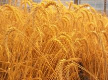 خرید تضمینی گندم از مرز سه میلیون تن گذشت