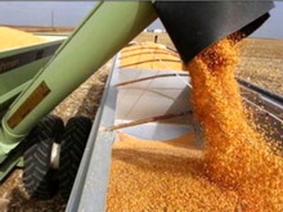 سخنگوی خرید تضمینی گندم: مطالبات گندم‌کاران به طور کامل پرداخت شد