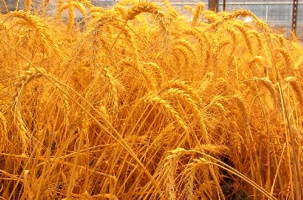 خرید تضمینی گندم نسبت به سال گذشته، 70 درصد رشد دارد