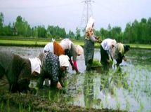 پاپی‌زاده: وزارت جهادکشاورزی اجازه واردات برنج را ندهد