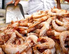 رئیس موسعه تحقیقات شیلات: امسال 20 هزار تن میگو تولید می‌شود