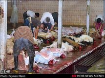 وجود 288 کشتارگاه سنتی در کشور نگران کننده است