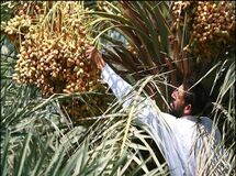 نرخ تضمینی خرما 1100 تومان تعیین شد