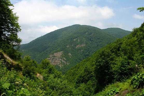 "سطح آلودگی بیماریˈاورس واشˈجنگل‌ها در ایران  قابل ملاحظه است"