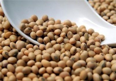 وزیر جهاد کشاورزی: نرخ خرید تضمینی گندم به زودی اعلام میشود