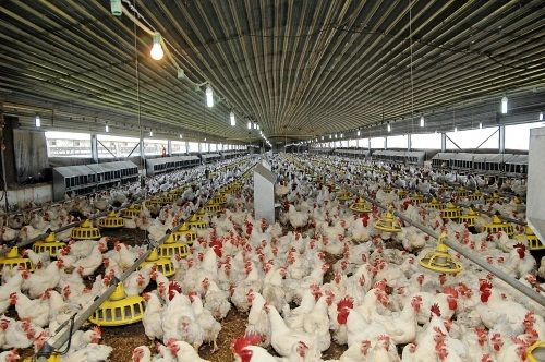 معاون امور دام: بیش از ۳۰ هزار تن گوشت مرغ و فرآوردههای آن صادر شده است