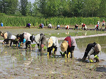 خرید توافقی برنج از شالیکاران شمال کشور تصویب شد