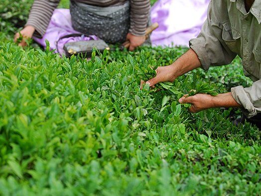 رئیس سازمان چای: برداشت برگ سبز چای 24 درصد کاهش یافت