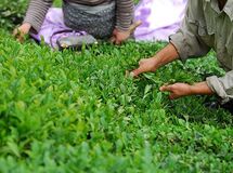 رئیس سازمان چای: برداشت برگ سبز چای 24 درصد کاهش یافت