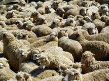 رئیس اتحادیه گوشت گوسفندی تهران: قیمت دام زنده در عید قربان بیش از 12500 تومان نیست